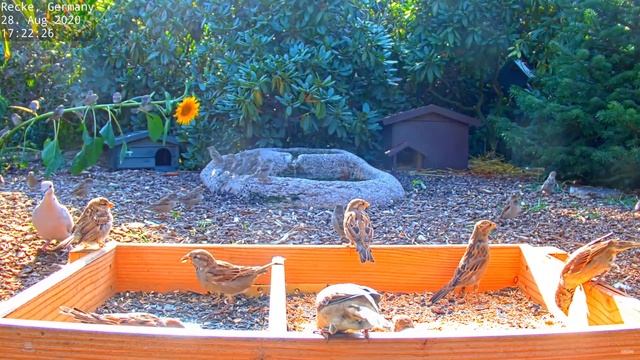 Highlights Today (Itchy, weasel, pheasants and why the sunflower broke) Recke, Germany - Aug 2020 смотреть онлайн