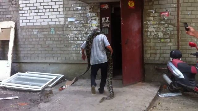 Из квартиры воронежца сбежал огромный питон смотреть онлайн