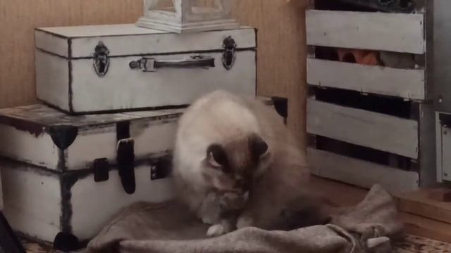 Как хранить материалы для хобби? смотреть онлайн