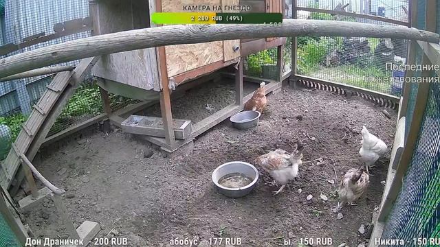 Курятник. Жизнь в курятнике. Можно покормить онлайн. Chicken Coop Stream. Online Feed