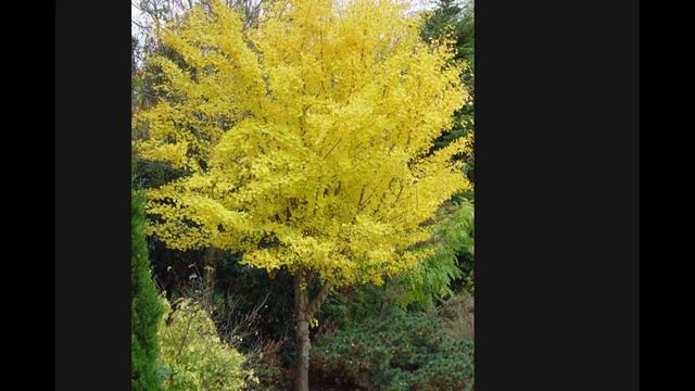 "Bullet Proof Trees and Shrubs for the South" смотреть онлайн