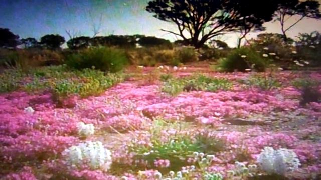 Australian Desert смотреть онлайн
