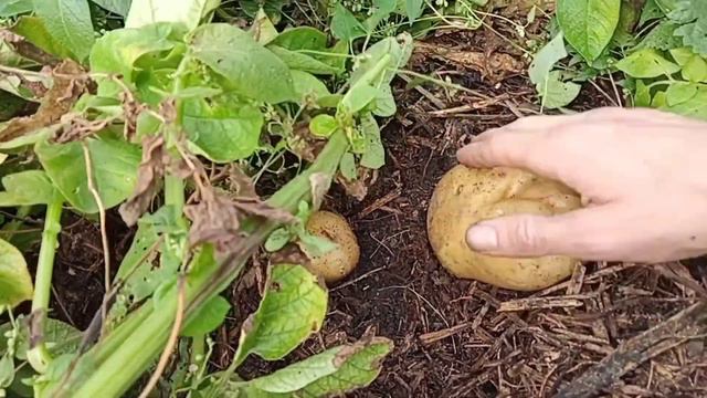 Картошка с чисток на ЦЕЛИНЕ смотреть онлайн