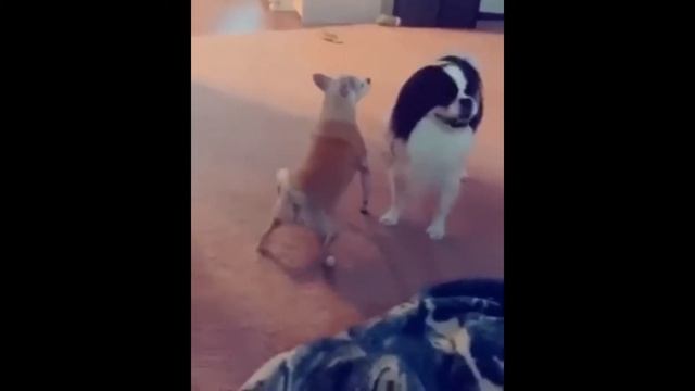 дети катаются на санках летом смотреть онлайн