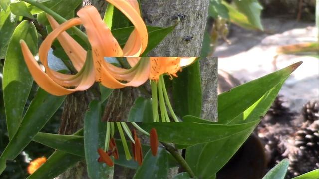 Саранка или лилия кудреватая. смотреть онлайн