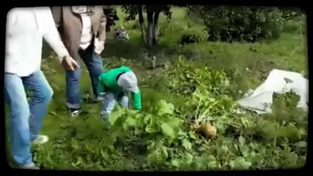 сбор урожая на даче (Created with Magisto) смотреть онлайн