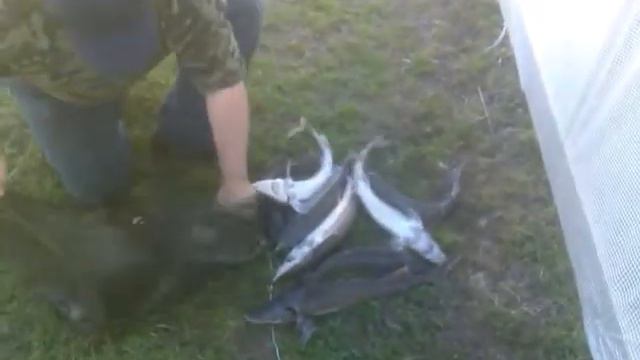 Грек, Яроцкий и Колбаса на Осетра!.mp4 смотреть онлайн