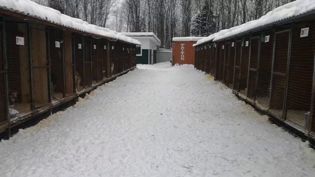 ЛУЧШИЙ ПРИЮТ ДЛЯ БЕЗДОМНЫХ СОБАК. БУДНИ смотреть онлайн