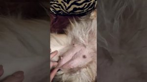 1 этап родов шпица. Симптомы начало родов.