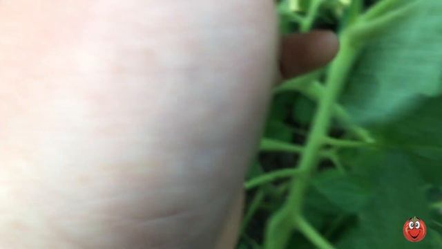 Разница кормления низкорослых и высокорослых! смотреть онлайн