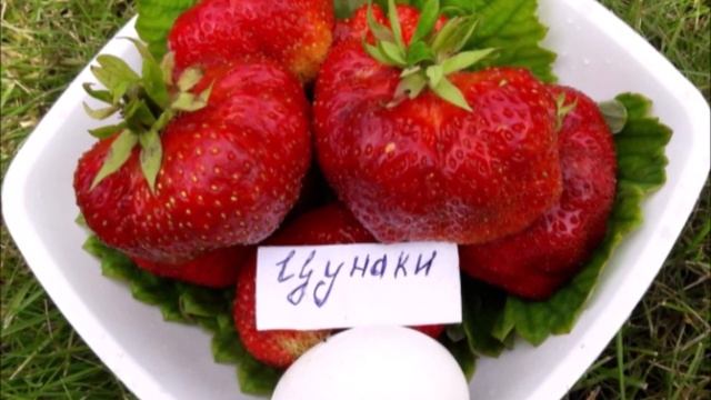 4 РЕДКИХ «СОРТА-ТЯЖЕЛОВЕСА»: открыт прием на сентябрь - 2021 смотреть онлайн