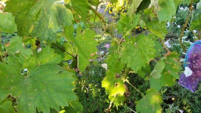 ДЛЯ ПРИЯТНОГО ДЕЛА НУЖЕН СЕКАТОР. Виноград созрел,астры цветут... смотреть онлайн