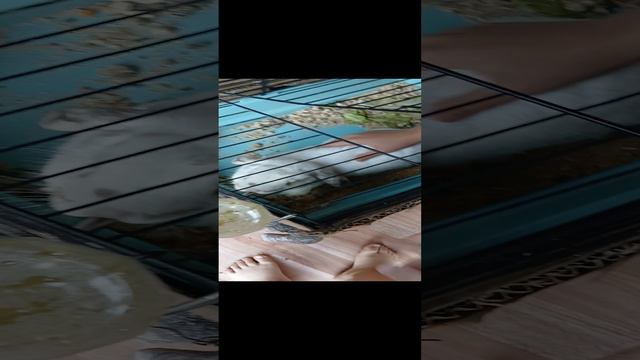 милота смотреть онлайн