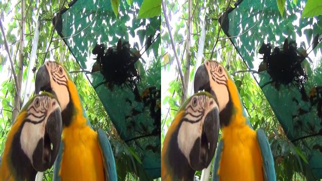 Бали. Зоопарк. 3D смотреть онлайн