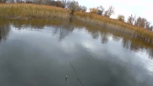 Обзор посылки с воблерами из Rybalkashop.ru. Разловил Pontoon21 Grace Sonda жерехом на силикон