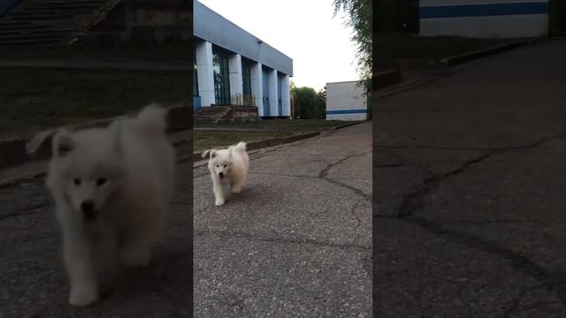 2 месяца назад она была совсем крохой 🥰 #самоед #самоедскаясобака #самоеды #samoyed #samoyedpuppy смотреть онлайн