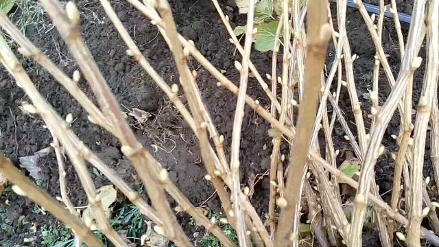 Супер саженцы смородины ЭБОНИ смотреть онлайн