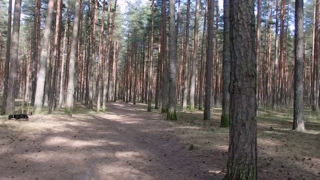 прогулка в сосновом лесу - таксы, белки и прочие персонажи))) смотреть онлайн