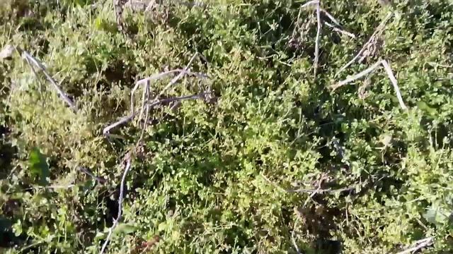 Урожай тыквы. На болоте дикие утки. смотреть онлайн