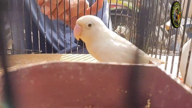 Lalukhet Birds Market Latest Update Java Lutino Bangalies Sunday Video 2022 смотреть онлайн