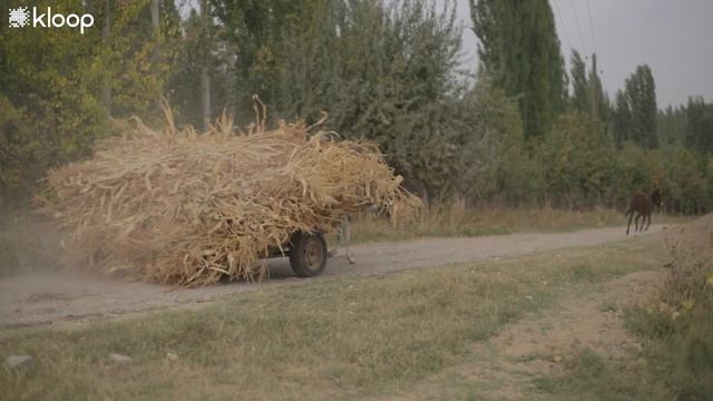 Как джалал-абадский фермер зарабатывает на сухофруктах смотреть онлайн