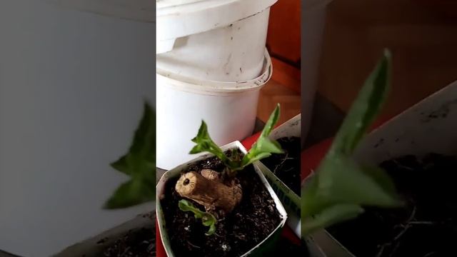 (139)Работаю с музыкой. Деление георгин, ответы на вопросы. смотреть онлайн