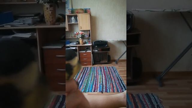 Как ухаживать за птенцами синички. И история приюта. ?️ смотреть онлайн
