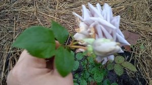 Цветение розы японской селекции "Замок Черники". Первогодка.