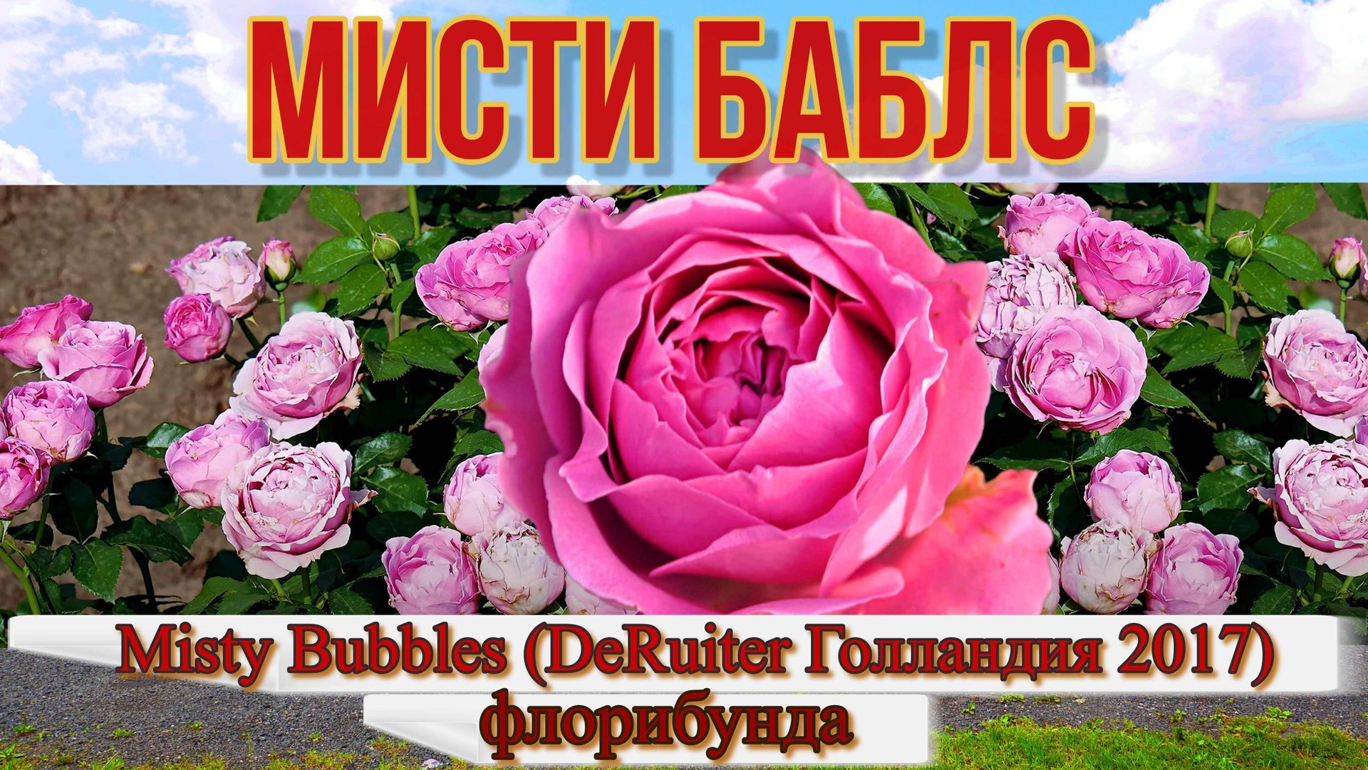 Роза Мисти Баблс (флорибунда) -Misty Bubbles (DeRuiter Голландия 2017) смотреть онлайн