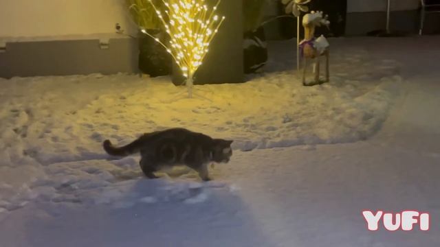 Первый снег. Кот в восторге. смотреть онлайн