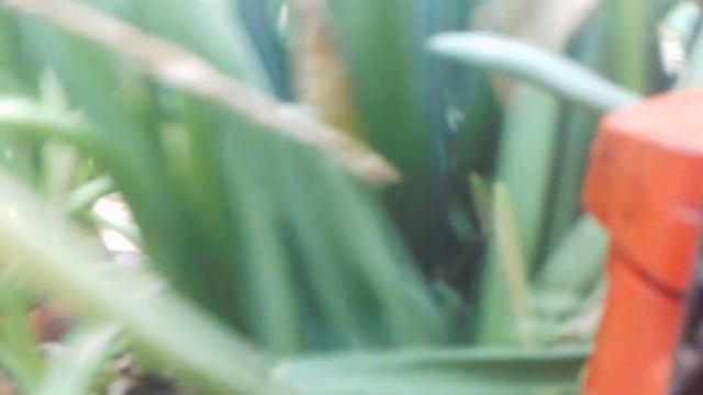 Зелёный лук/Бензопила/ Деньги#Green onions / Chiansaw / Money смотреть онлайн