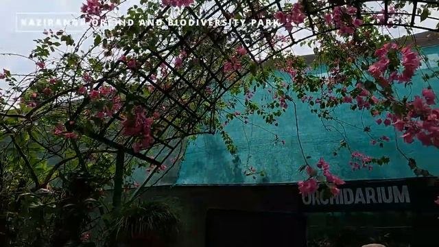Assam Tourism - Exploring Kaziranga National Park || Orchid Park || Travel Tunes смотреть онлайн