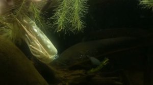 Кормление змееголова! Змееголов есть рыбу, курицу, креветку. Хищная рыба