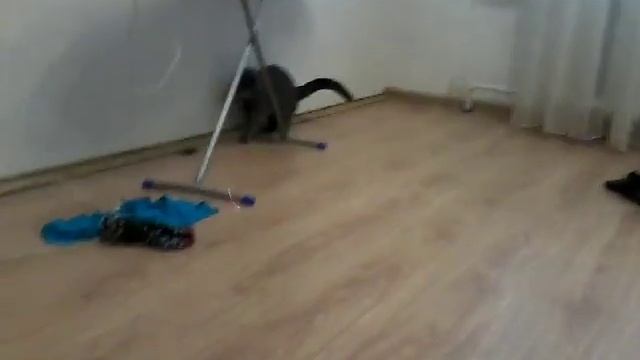 Знакомтесь моя кошка Плюша. смотреть онлайн