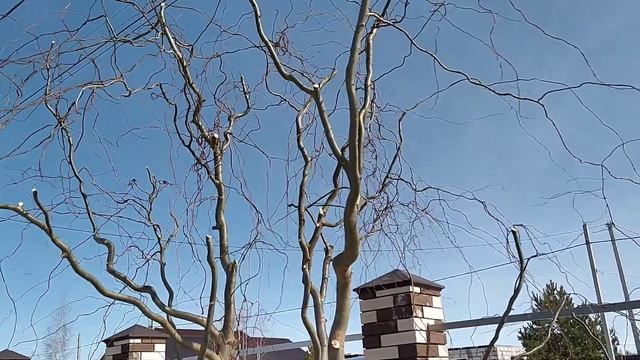 Обрезка извилистой ивы весной.
