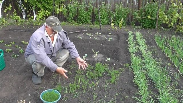 Собираем молодой укроп. Как растет укроп смотреть онлайн