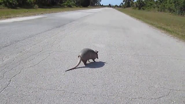 Броненосец - Armadillo (Энциклопедия животных) смотреть онлайн