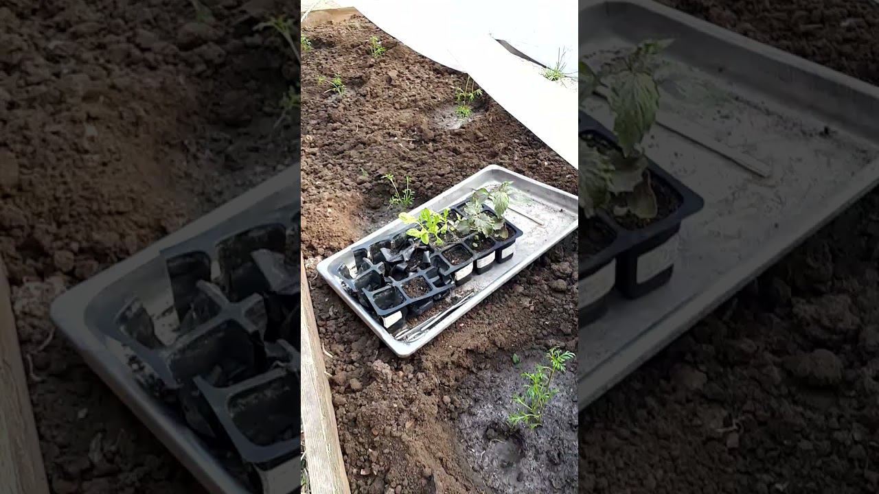 ЦВЕТЫ которые лучше ПЕТУНИЙ? БИДЕНС высадка в грунт 22 мая, а посеян 2 апреля | с Мариной Гусаковой смотреть онлайн