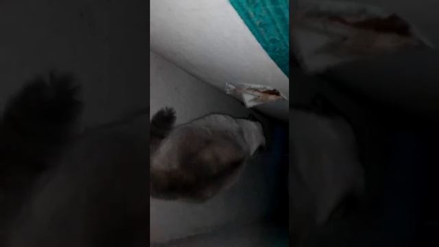 Мой кот просит у кошки ... смотреть онлайн