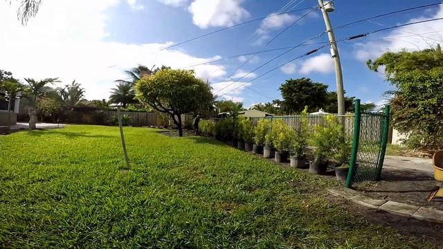 Planting Podocarpus смотреть онлайн