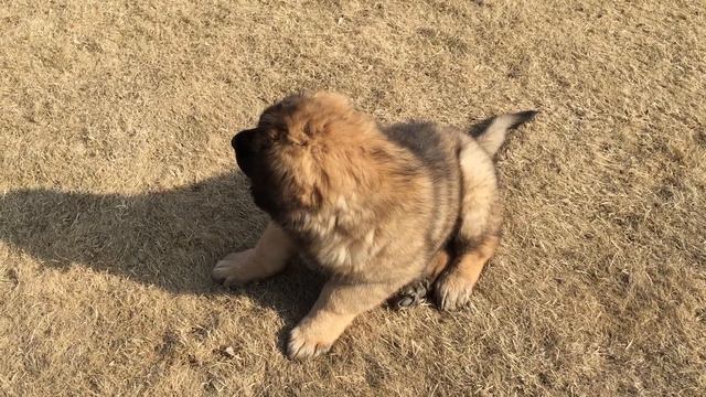 Leonberger puppy 2 months. Леонбергер щенок 2 месяца смотреть онлайн