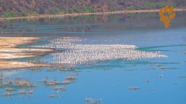 Кения - полет на вертолете смотреть онлайн
