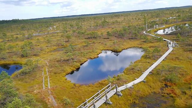 Латвия. Национальный парк Кемери. Вид со смотровой башни на болота. смотреть онлайн