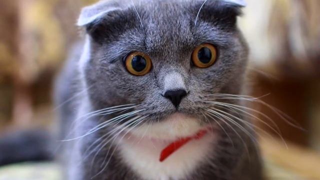 Смешная сказка про морских котов. Читает автор Елена Гусева. Слушать юмористический рассказ смотреть онлайн