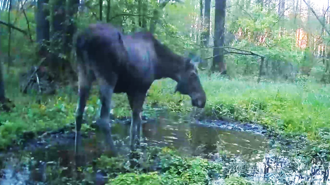 На лесном лугу лось, косуля, орел беркут и голубь смотреть онлайн