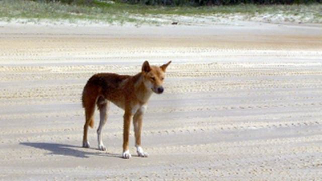 Dingo Facts - Facts About Dingoes смотреть онлайн
