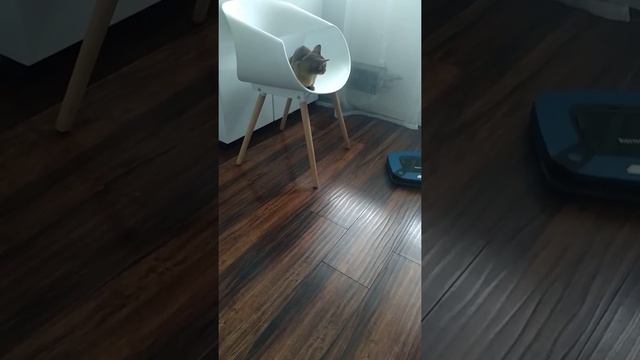 робот пылесос Philips смотреть онлайн
