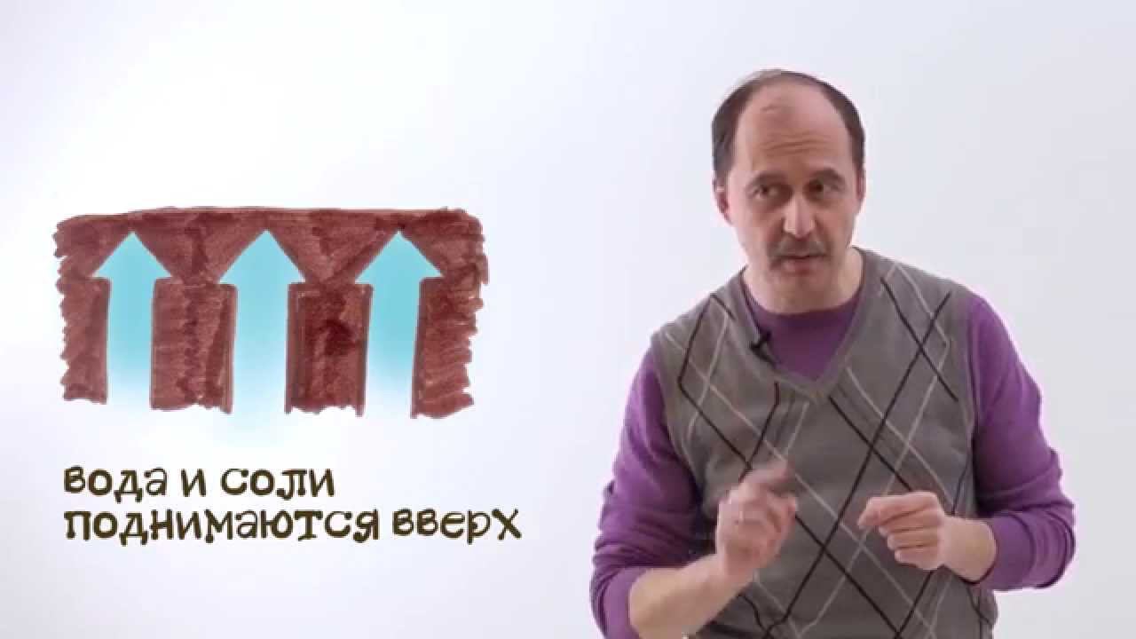 Мусорное биомоделирование. Растения. Часть 2 - Движение воды по стеблю смотреть онлайн