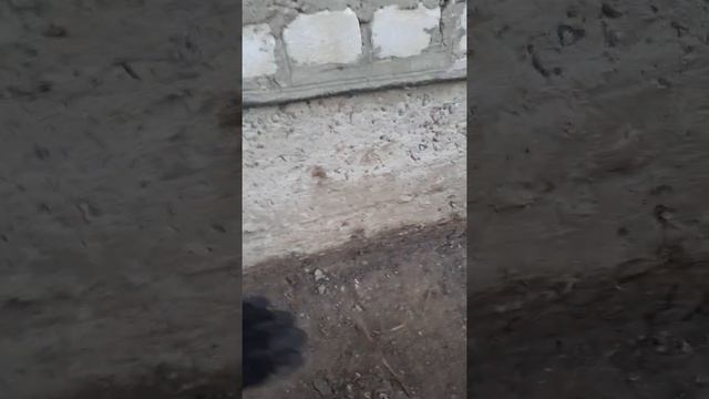 Подготовка места под отмостку.Небольшая экономия при подсыпке пола... смотреть онлайн