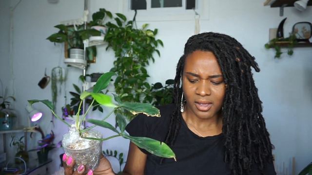 Eww 😷what is that on my leaf !! Impulsive Plant Haul | Philo 69686 + Syngonium Llano Carti смотреть онлайн